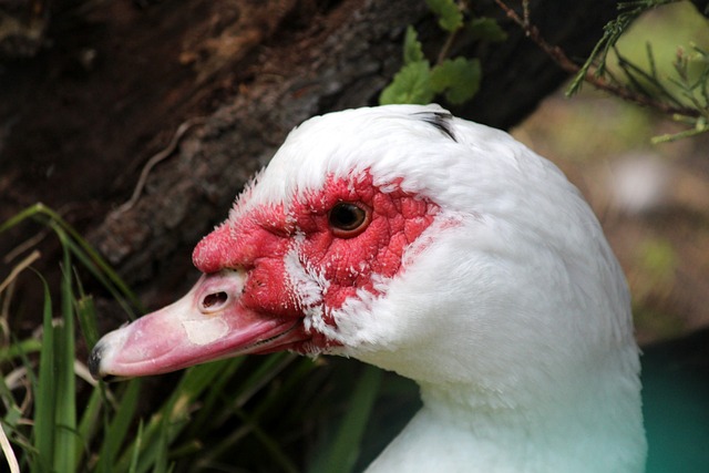率和整体节 率和整体节